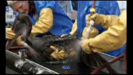 USA - Il pellicano della Louisiana lavato dal petrolio