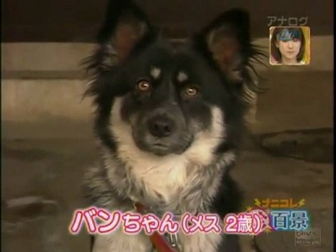 İzleyenleri Gülmekten Kırıp Geçiren Köpek