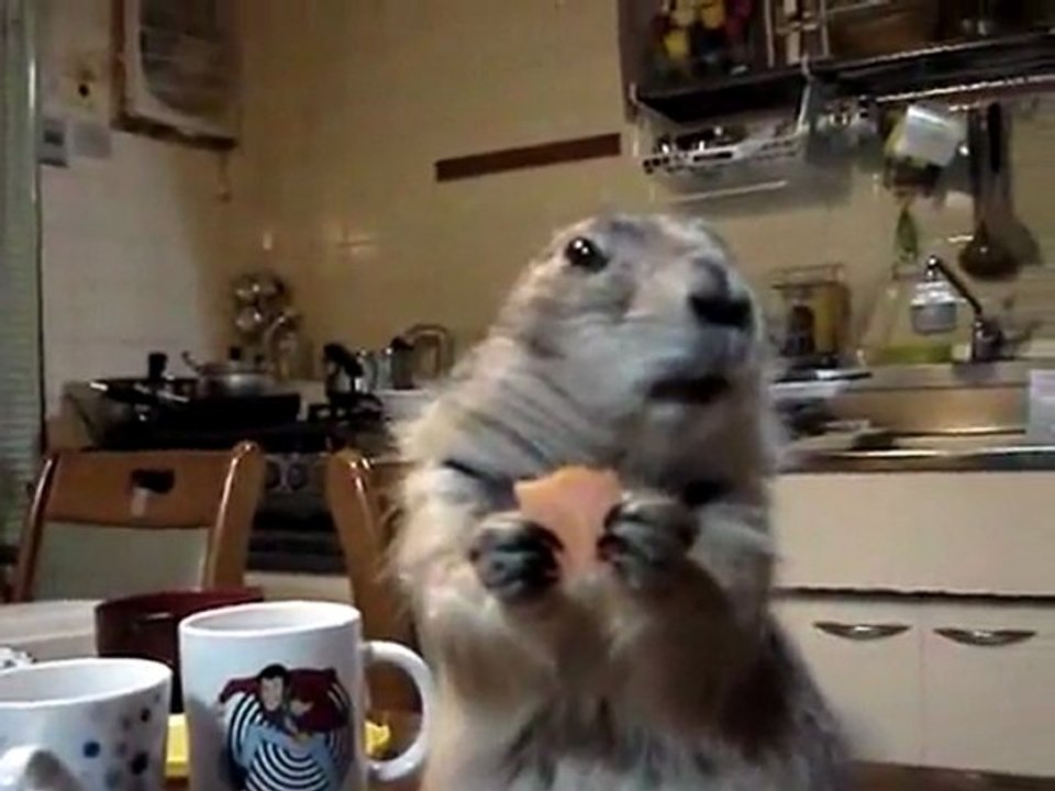 Dejeuner d'une marmotte