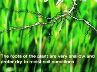Milton Lawn Care- Weed Pro: Pigweed Plant