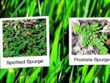 Roswell Lawn Care- Weed Pro: Spotted Spurge Weed