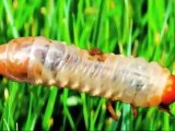 Alpharetta Lawn Care- Weed Pro: Grub Worm Control