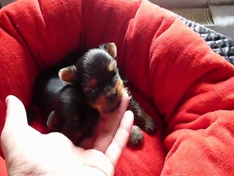 chiots yorkshires lof disponibles