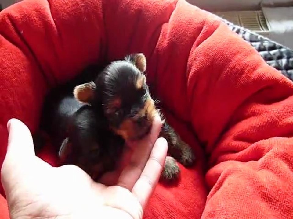 chiots yorkshires lof disponibles