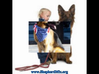 Little Secrets About Shepherd Mix Dogs