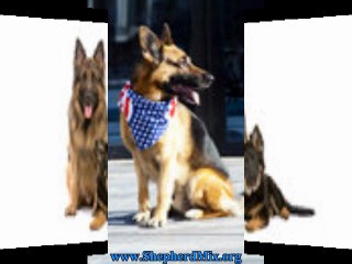 Shepherd Mix Dogs Secrets
