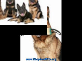 Uncover Truth About Shepherd Mix Dogs