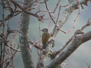 Grey-headed Woodpecker