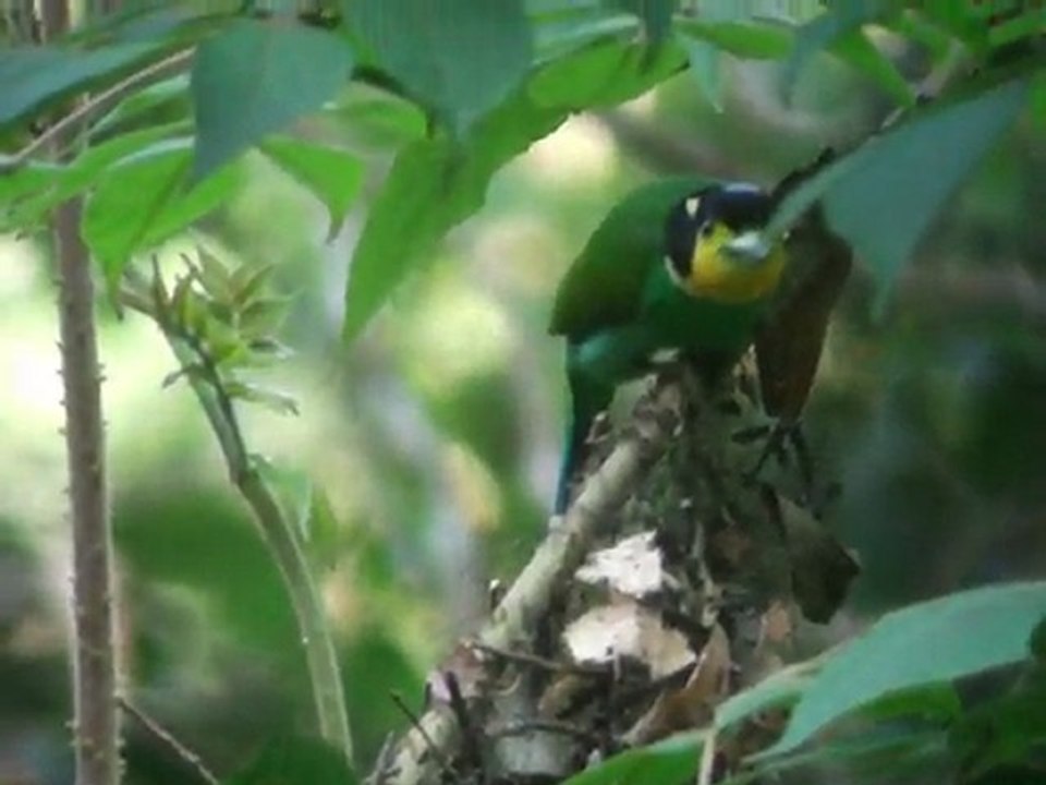 Long-tailed Broadbill