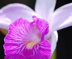 Chłopiec i orchidea - ELENI