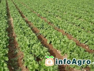Cómo cultivar lechuga. 2ª parte