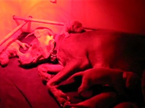 Hike's puppies, 12days old, eating during the night