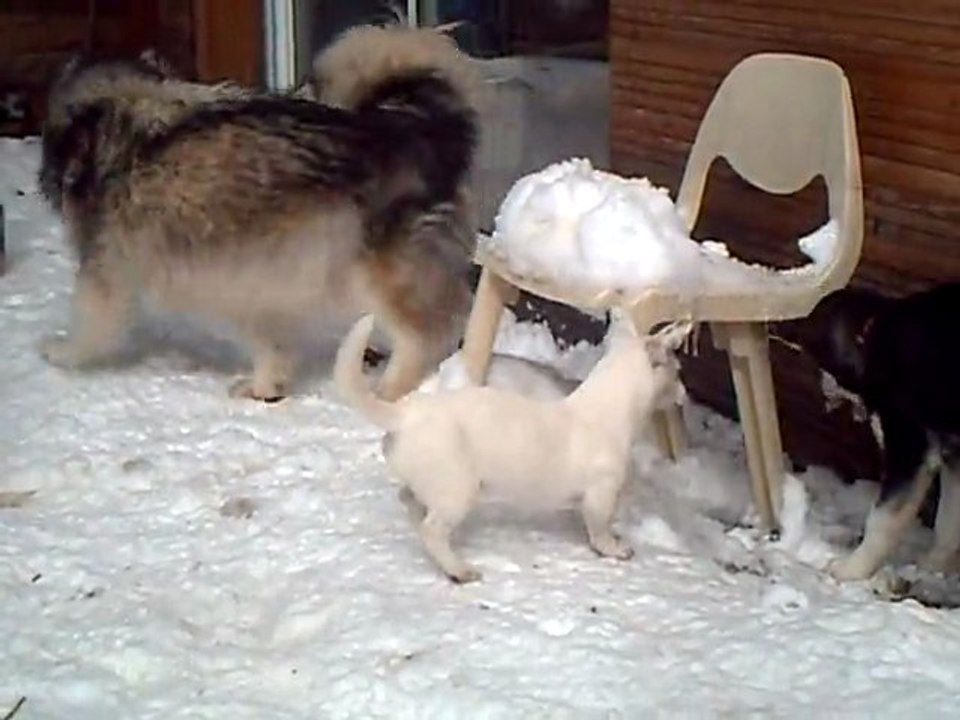Chiens au plateau de beille