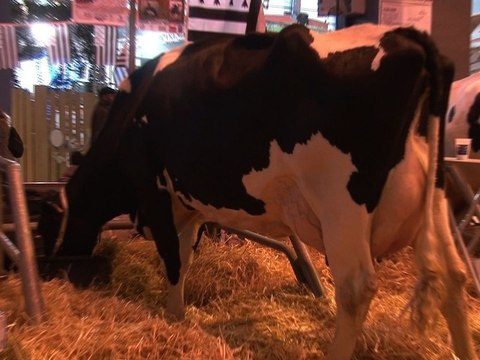 Les plus belles vaches 2011 au Salon de l'agriculture