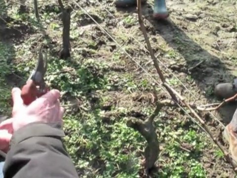 VIDEO. Valenciennes : un vin 2010 prometteur