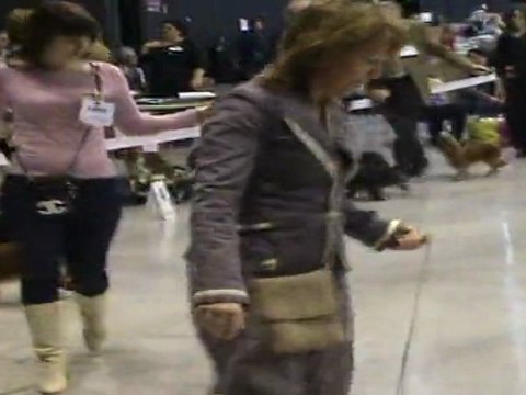 Expo canine internationale de Troyes le 6 février 2011