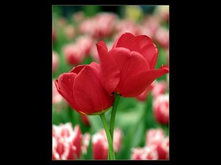 Göksel Baktagir- Aşk masalı