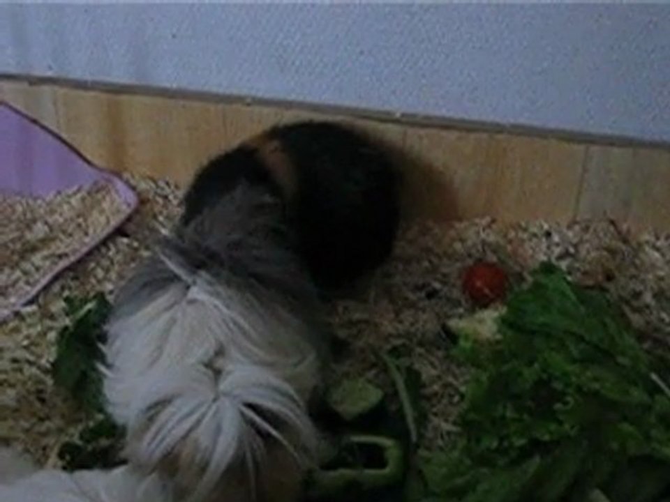 cronch' cronch' cronch'
