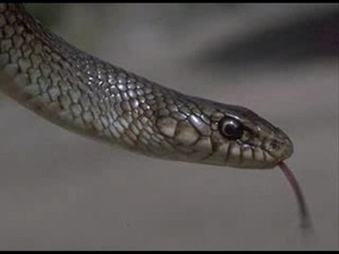 BIR YILANIN HZ MUHAMMED (SAV) ' E AŞKI