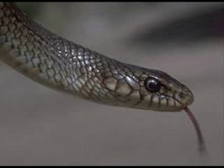 BIR YILANIN HZ MUHAMMED (SAV) ' E AŞKI