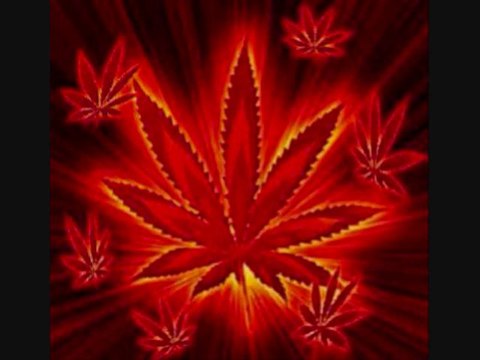 danakil - les champs de roses