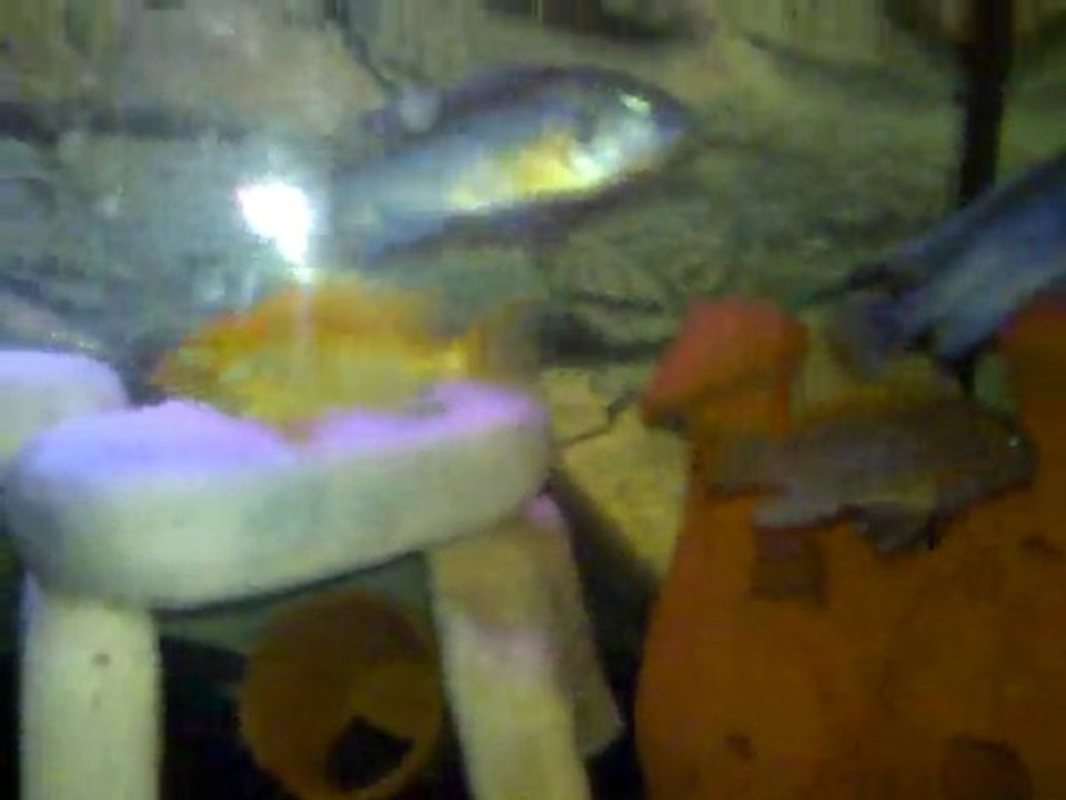 Sarı Prenses ve İceman