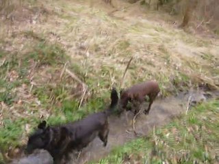 PATO DANS LE RUISSEAU : DETENTE