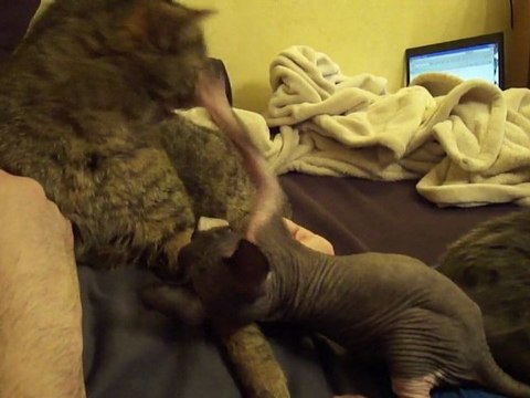 Kouma mon chat européen et Feever mon chaton sphynx