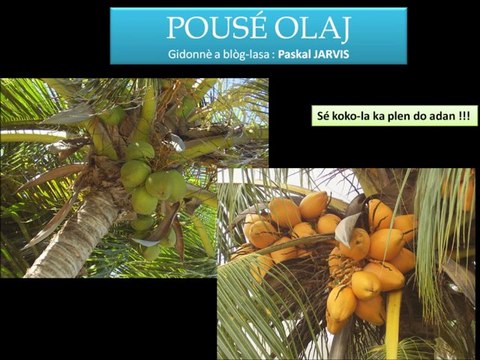 DLO PANN (Paskal JARVIS ba POUSÉ OLAJ)