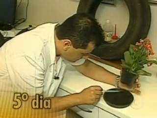 Pesquisa mostra as fases do mosquito da dengue