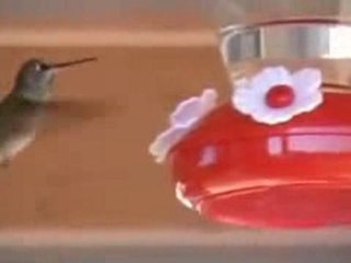 Hummingbird Feeder