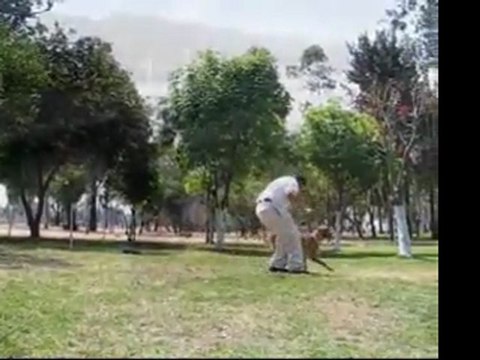 TIFA Pastor Belga Malinois entrenada