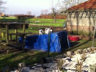 Nos Bébés Chèvres