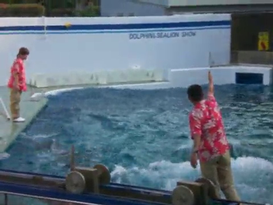 しながわ水族館　イルカショー5
