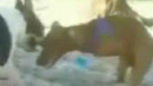 Horny-Odie-The-Wonder-Dog