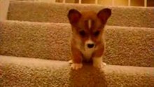 Puppy-scared-to-go-down-stairs