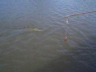 Crocodile Australie danger !!!!!