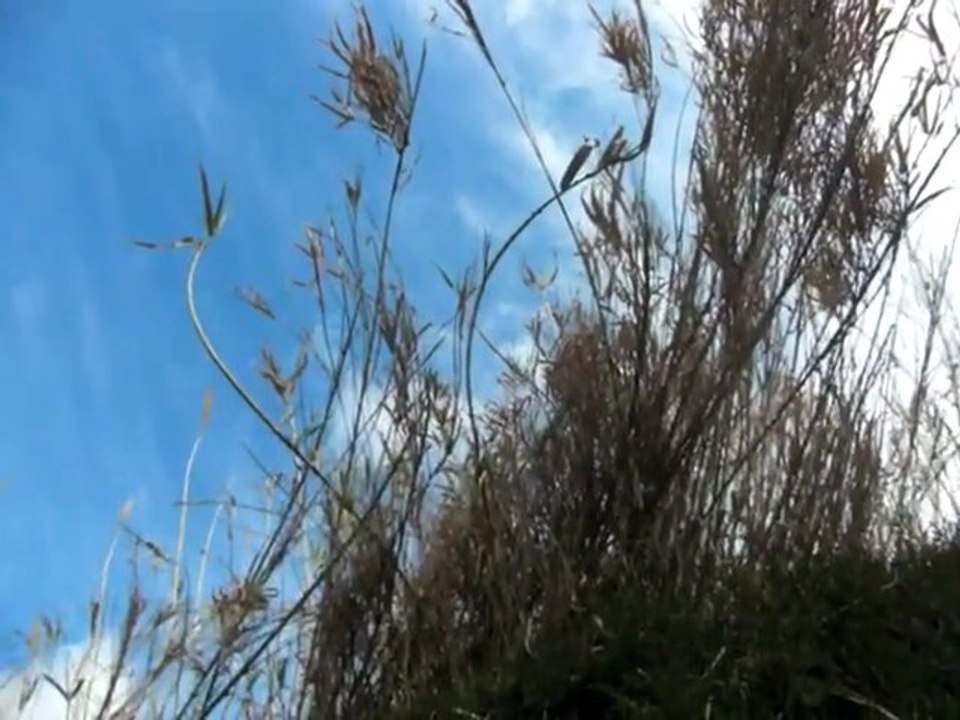 CHANTS D'OISEAUX DANS LES ROSEAUX