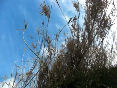 CHANTS D'OISEAUX DANS LES ROSEAUX