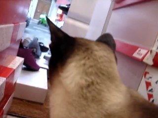 TIHI joue a cache cache