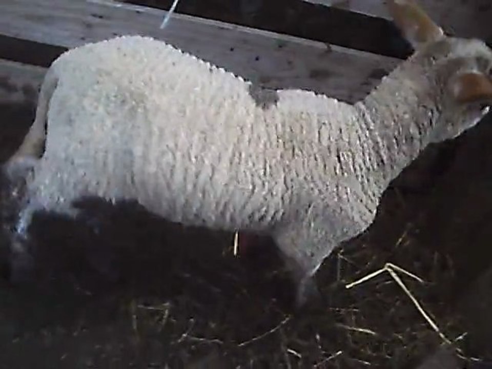 ma mini