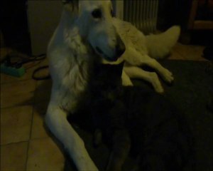 luna gros calin de l'amitié chat