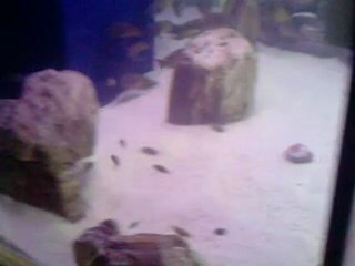 TROPHEUS KATATO AİLESİ