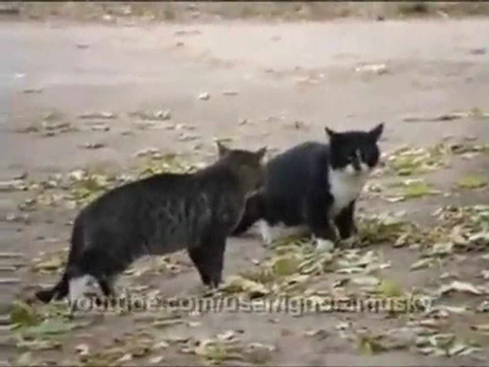 Bagarre de chats