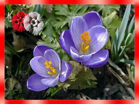 ЧЕСТИТА БАБА МАРТА!!! __(;-TONIA-;)__