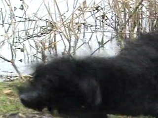 Prepa Exposition Canine