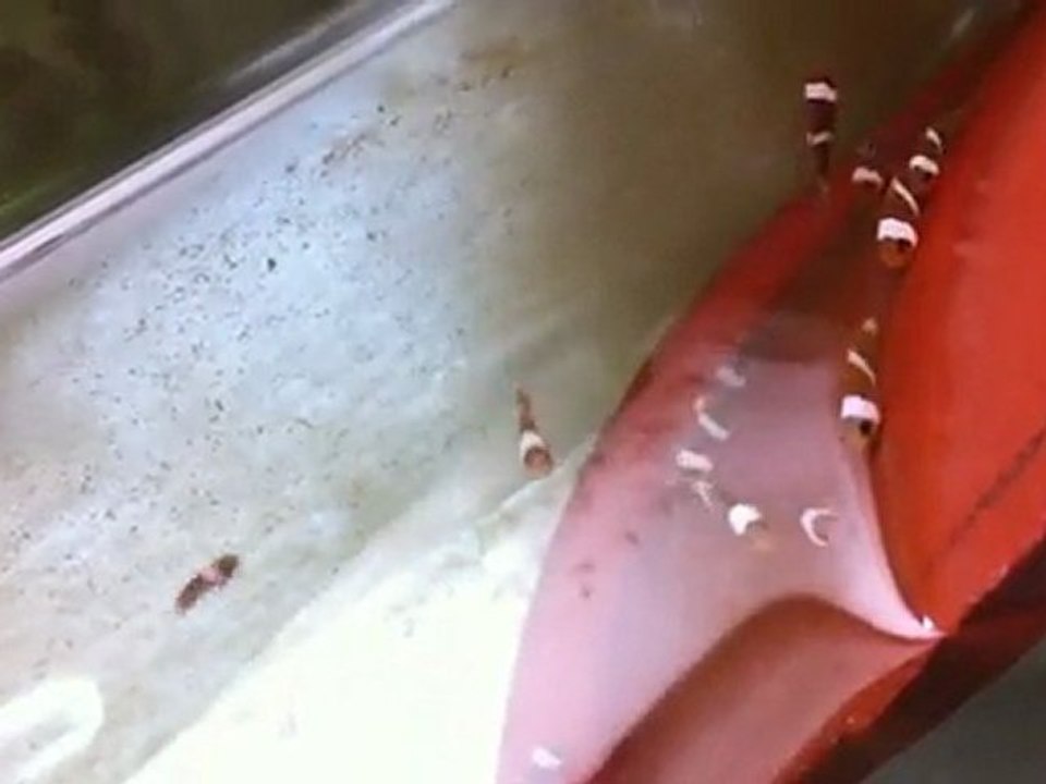 Elevage Poissons Clown - Amphiprion Ocellaris (2-15)