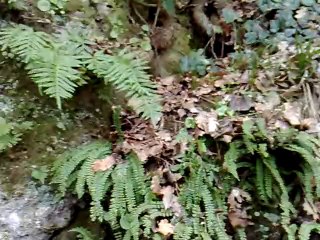 SAB.29 GEN.2011: LA SELVA DI MALANO.