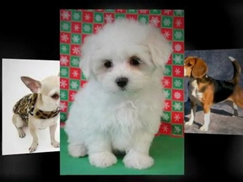 Tienda de mascotas en Rionegro – comprar mascota en Rionegro