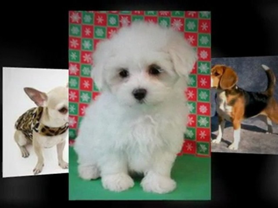 Tienda de mascotas en Rionegro – comprar mascota en Rionegro